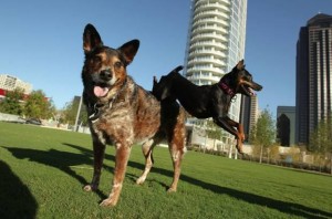 Fido's Finest dogs performing at Klyde Warren Park in Dallas Fido's Finest Dog Training | Fido's Finest dogs performing at Klyde Warren Park in Dallas